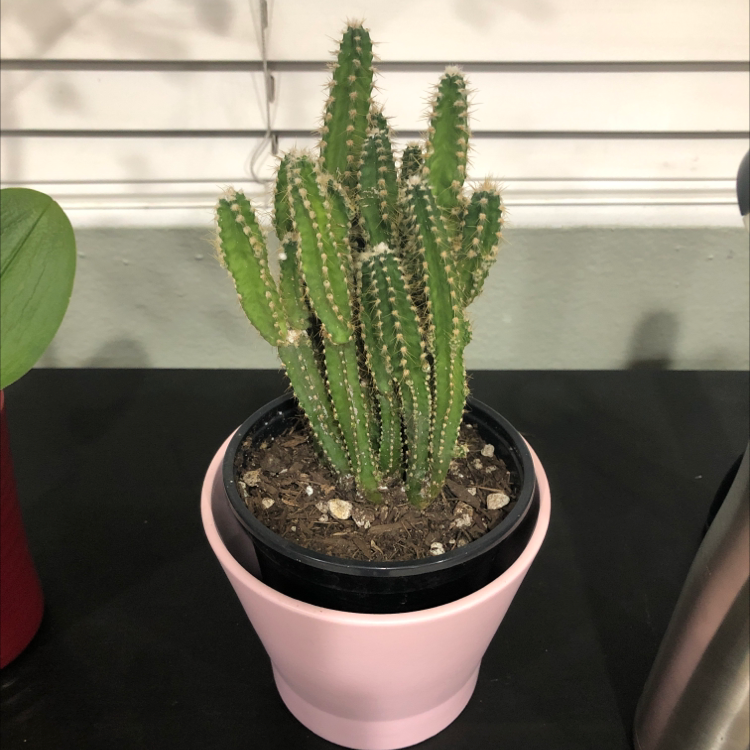 Fairy Castle Cactus in a pink pot with visible soil, well-framed and in focus.