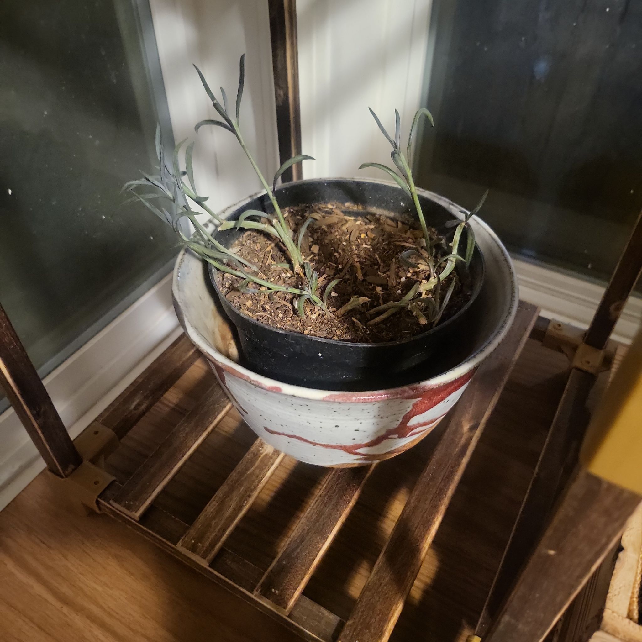 Photo of the plant species Dwarf Clone by @TastyMiro named Leonardo on Greg, the plant care app