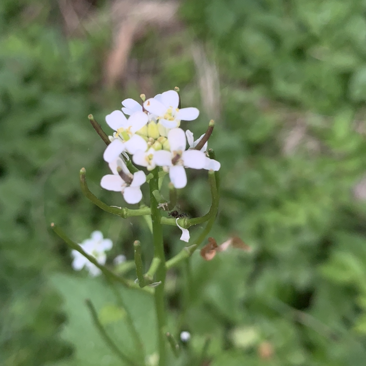 Photo of the plant species Garlic Mustard by @jduffy1667 named Daphne on Greg, the plant care app