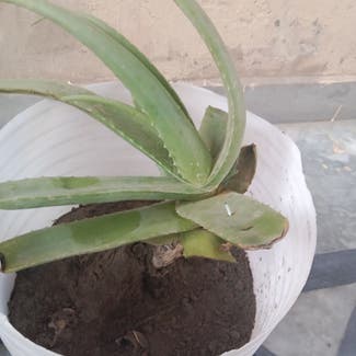Aloe Vera plant in Multan, Punjab