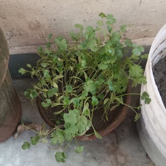 Coriander plant in Multan, Punjab