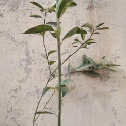 Night-Blooming Jessamine plant