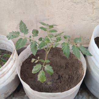 Tomato Plant plant in Multan, Punjab
