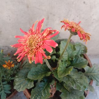 Mexican Sunflower plant in Multan, Punjab