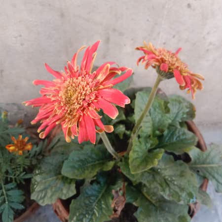 Photo of the plant species Tithonia Rotundifolia by Zestvaseyoak named Red on Greg, the plant care app