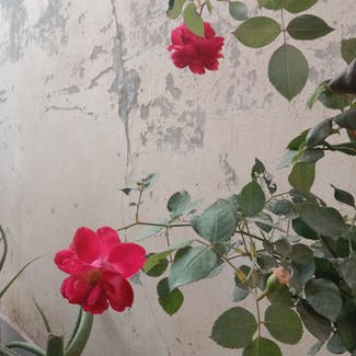 China Rose plant in Multan, Punjab