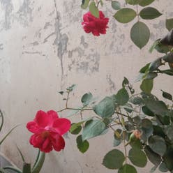China Rose plant
