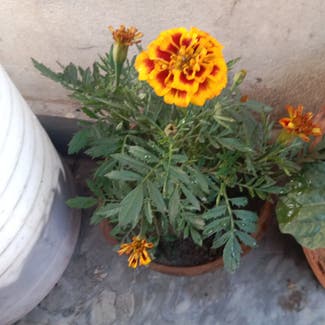 African Marigold plant in Multan, Punjab
