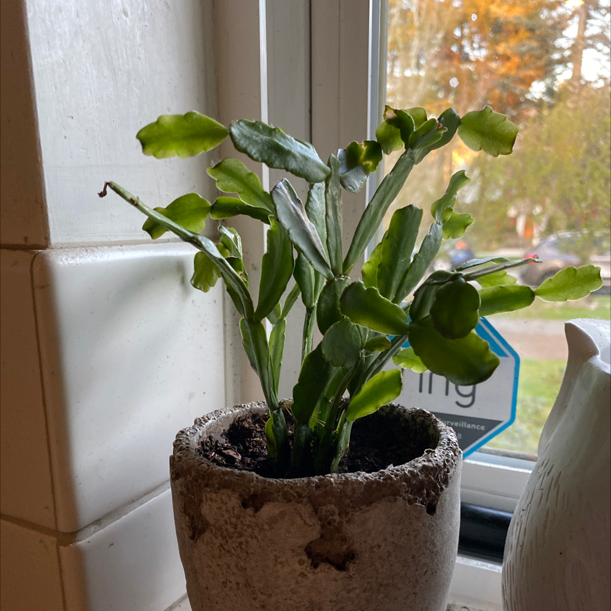 Photo of the plant species Christmas Cactus by @eatbat3 named Nicky on Greg, the plant care app