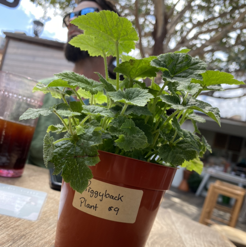 Pick-a-Back-Plant plant photo by @iamnewtoplants named Moose on Greg, the plant care app.
