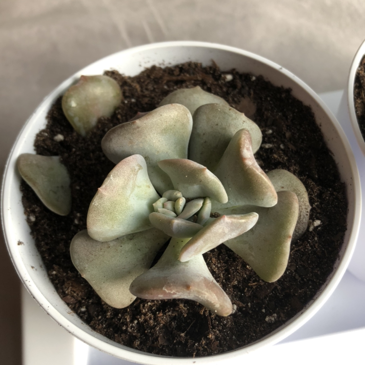 Echeveria 'Cubic Frost™' plant photo by @JohnB.succulents named Bennett on Greg, the plant care app.