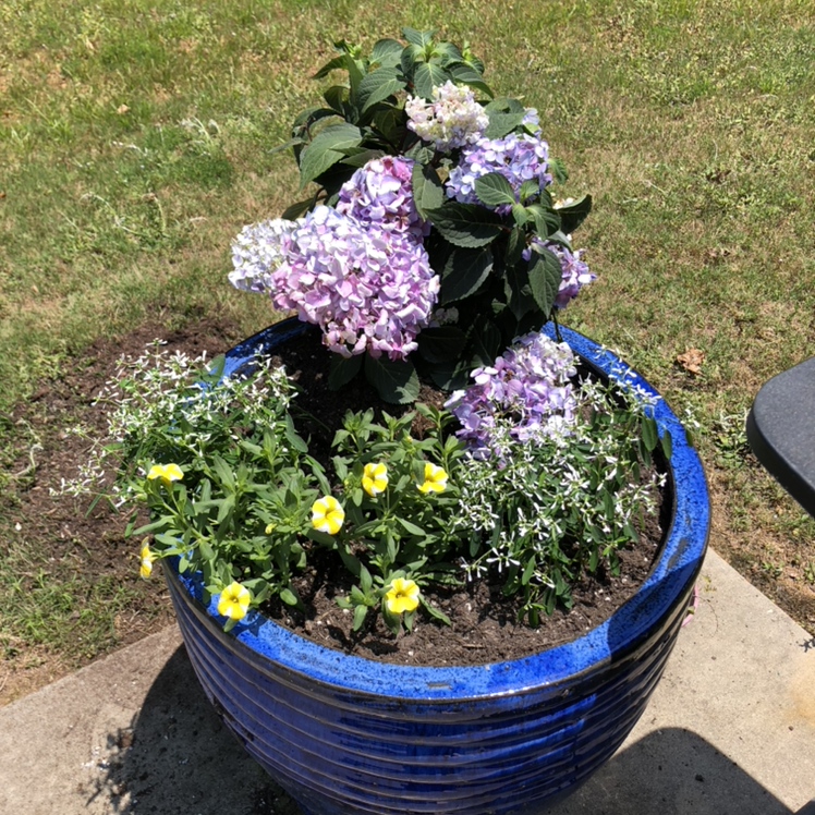 Photo of the plant species French Hydrangea by @JohnB.succulents named Knights of Favonius on Greg, the plant care app