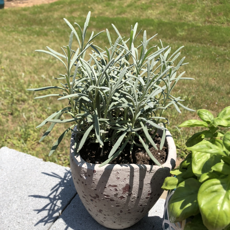 Photo of the plant species English Lavender by @JohnB.succulents named Lisa on Greg, the plant care app