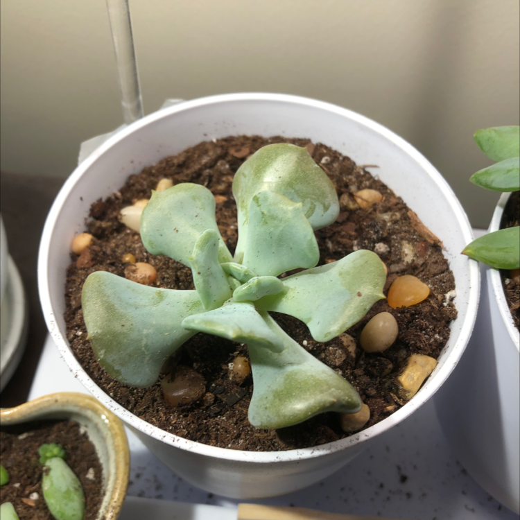 Photo of the plant species Echeveria 'Cubic Frost™' by @JohnB.succulents named Bennett on Greg, the plant care app