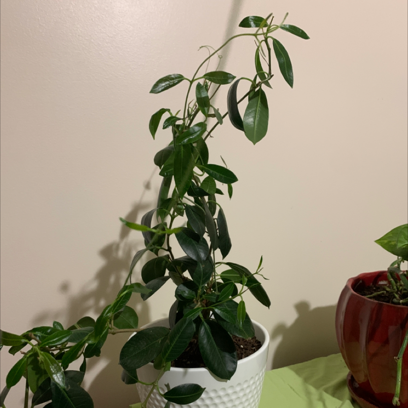 Brazilian Jasmine plant in a white pot with green leaves, well-framed and healthy.