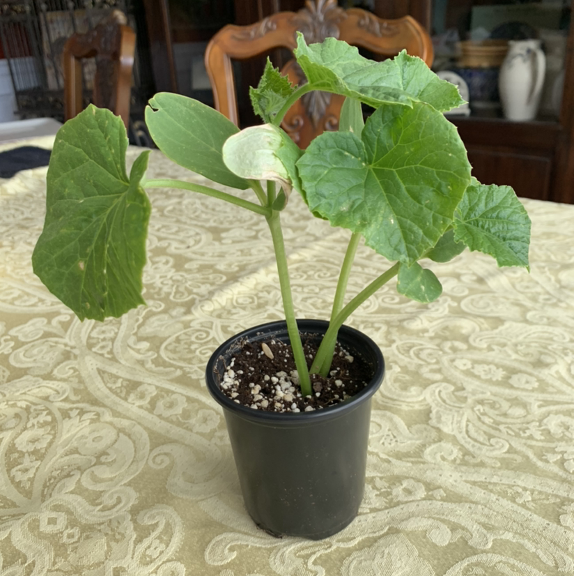 Young cucumber plant in a black pot with visible soil and green leaves.