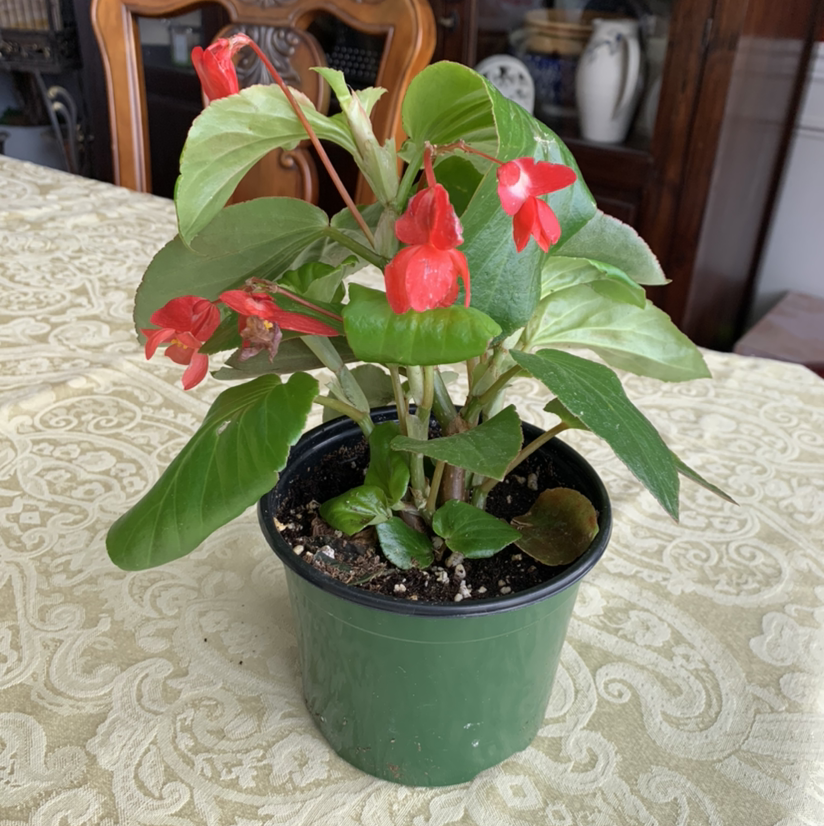 Potted Buzzy Lizzy plant with red flowers on a table indoors.