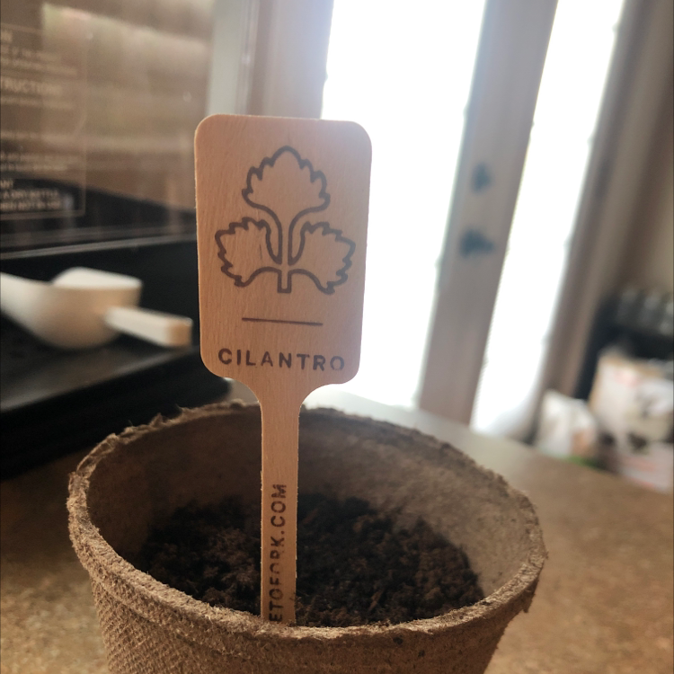 A small pot with soil and a wooden label indicating 'Cilantro'.