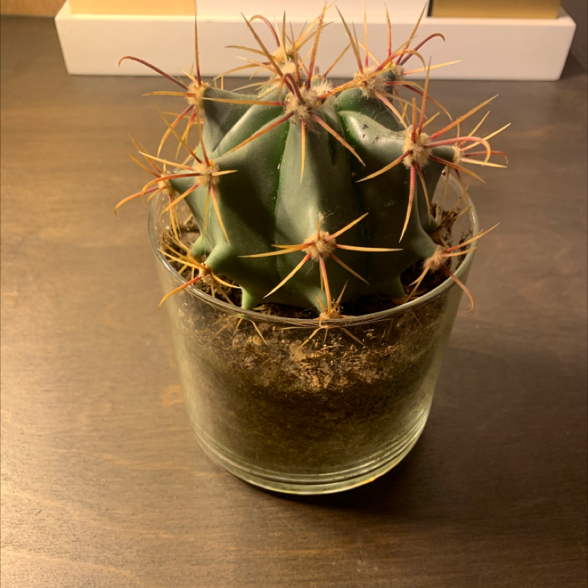 Sonora Barrel cactus in a glass container with visible soil, appearing healthy.