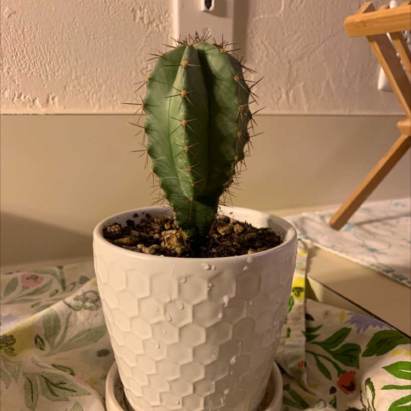 Pleated Cereus cactus in a white honeycomb-patterned pot with visible soil.