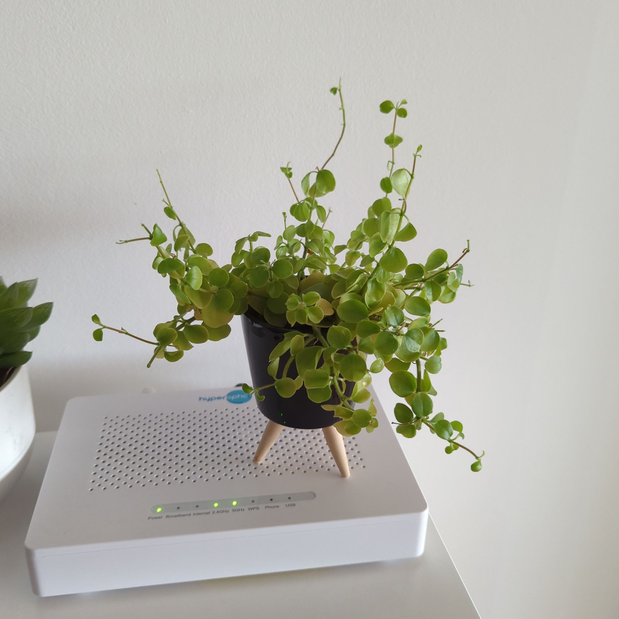 Photo of the plant species Creeping Jenny by @allyh named Sanders on Greg, the plant care app