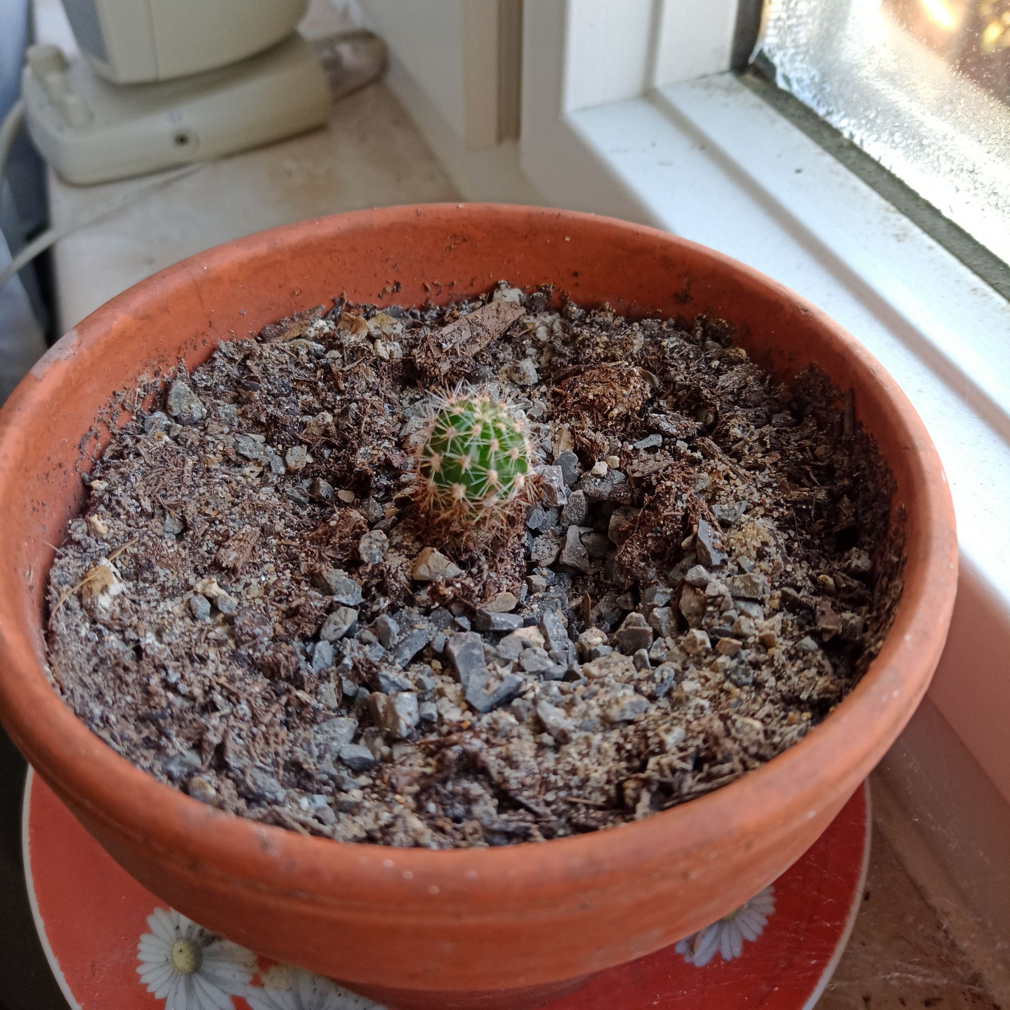Miniature Barrel Cactus in a terracotta pot with rocky soil on a windowsill.