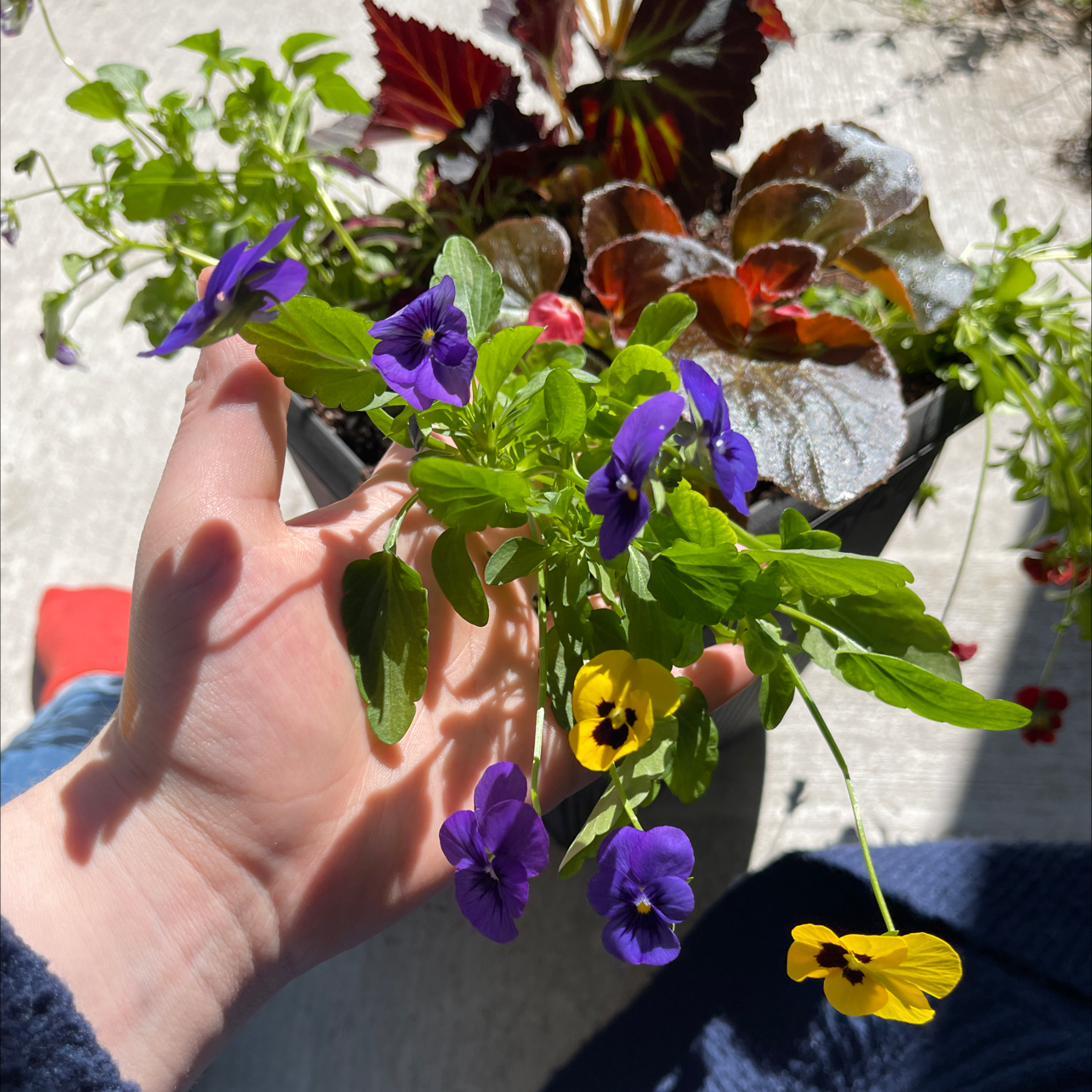 Wild Pansy plant with vibrant purple and yellow flowers held by a hand.