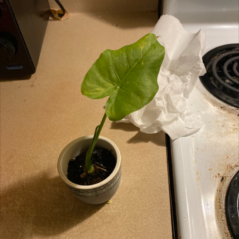 A small potted Elephant Ear Philodendron with a single large leaf on a kitchen counter.
