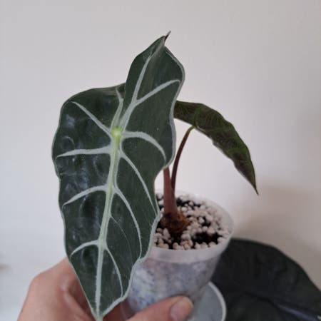 Photo of the plant species Alocasia by Buffoleander named March Hare on Greg, the plant care app