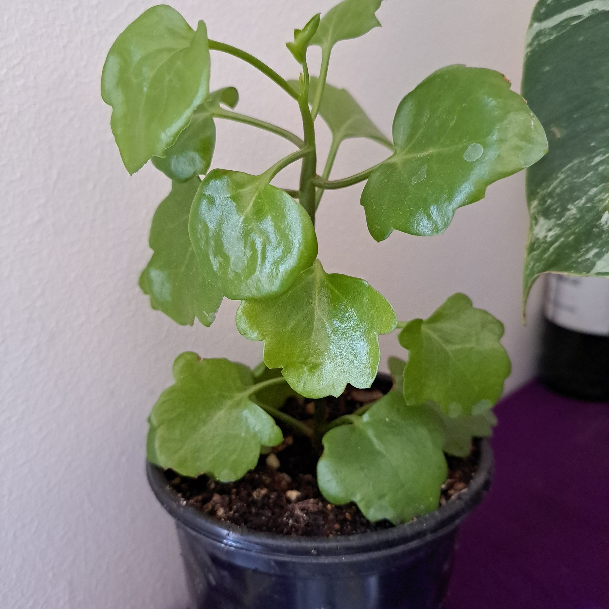 Healthy Creeping Groundsel plant with vibrant green leaves in a pot.