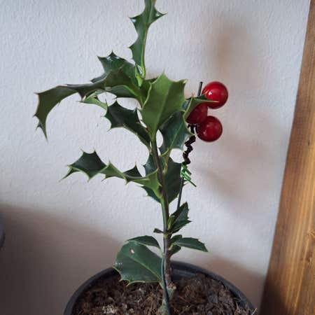 Photo of the plant species Common Holly by Buffoleander named Plato on Greg, the plant care app