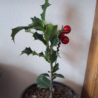 Common Holly plant in Somewhere on Earth