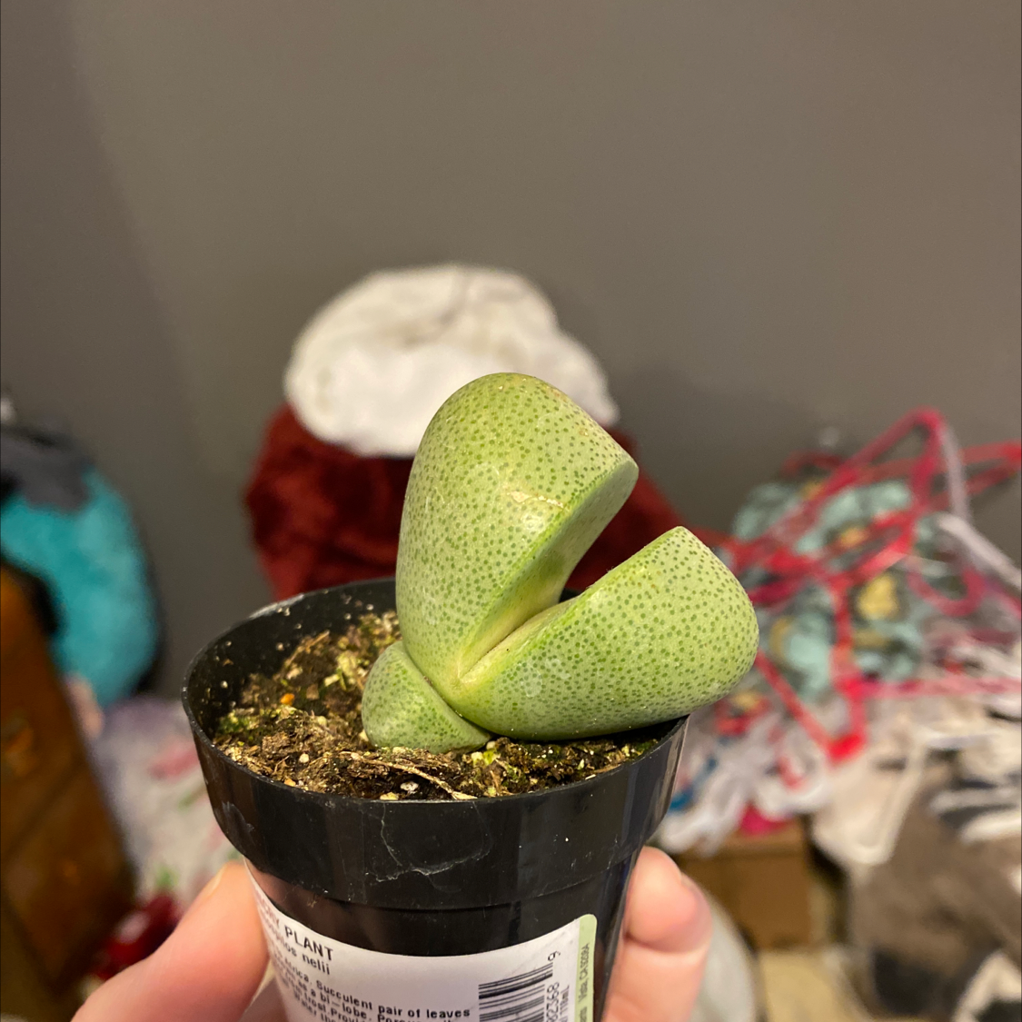Split Rock plant (Pleiospilos nelii) in a small pot, held by a hand, with a cluttered background.