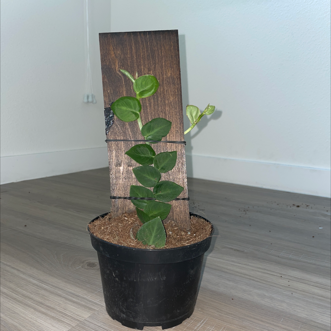 Photo of the plant species Rhaphidophora hayi by @taylortttt named Melissa Gorga on Greg, the plant care app