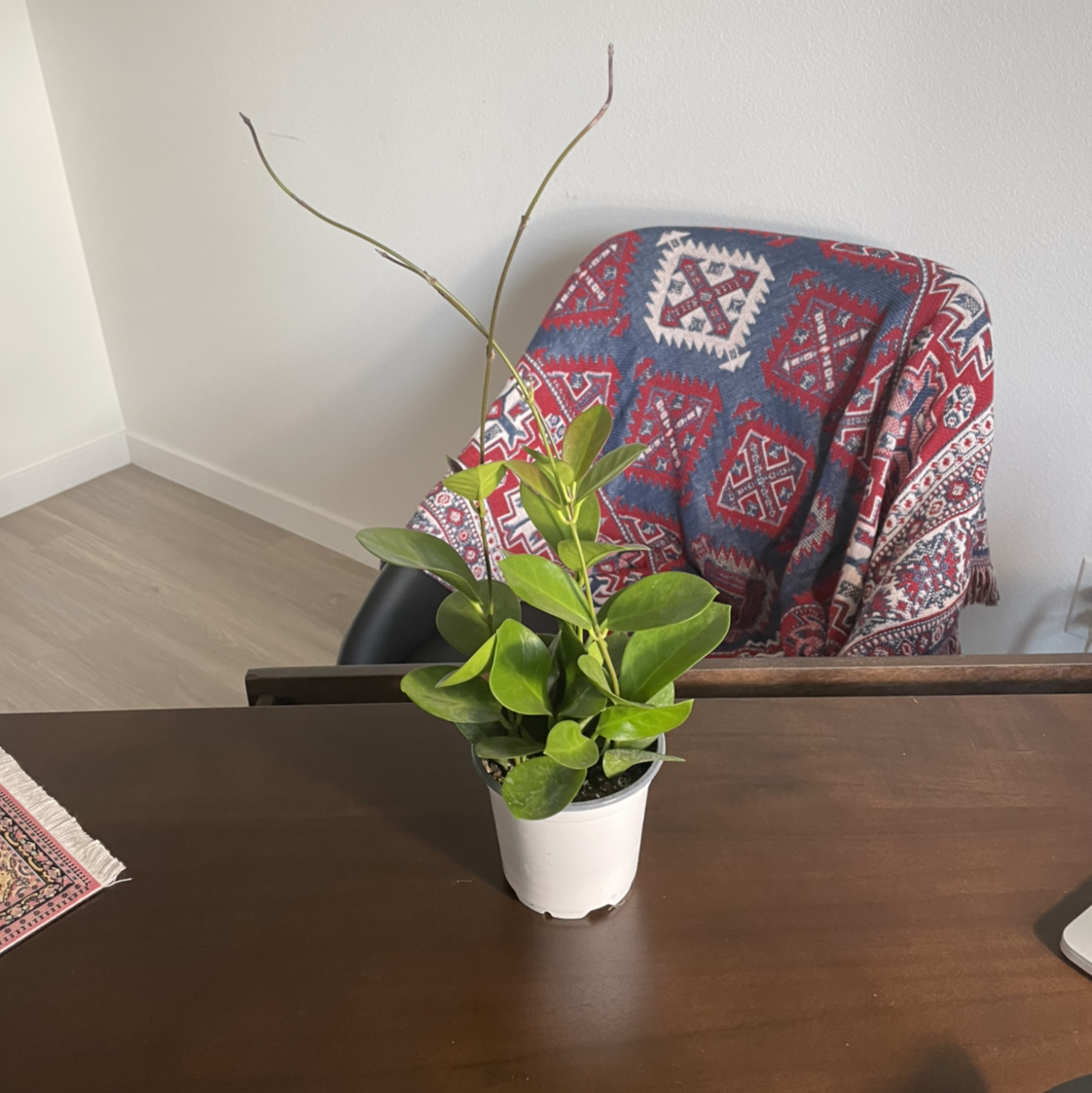Potted Waxvine plant on a wooden table with a chair in the background.