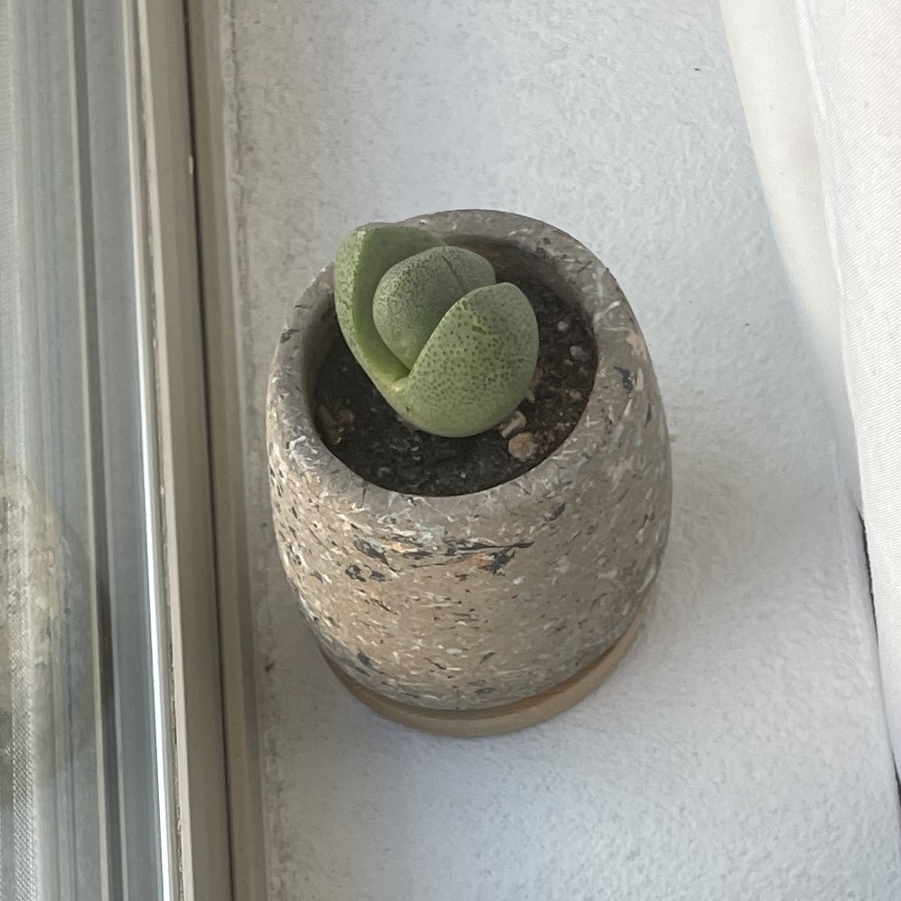 Lithops bromfieldii plant photo by @taylortttt named Plato on Greg, the plant care app.