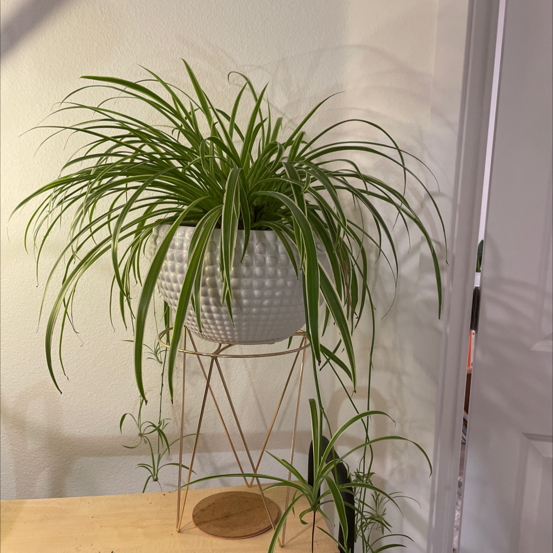Spider Plant plant photo by @taylortttt named Samantha on Greg, the plant care app.