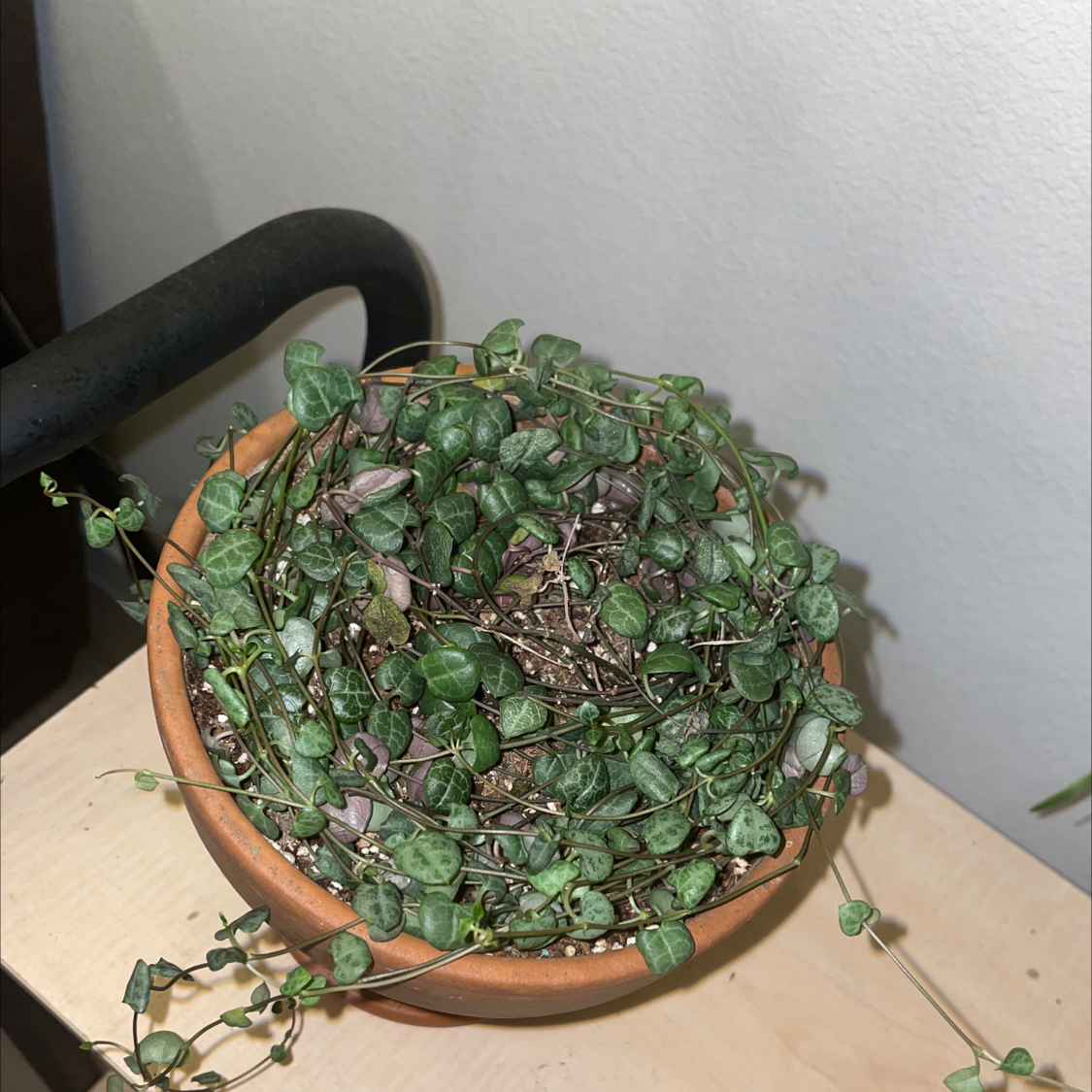 String of Hearts plant photo by @taylortttt named Doja Cat on Greg, the plant care app.