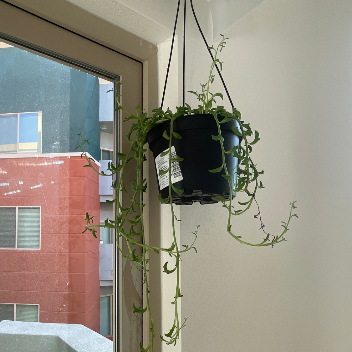 String of Dolphins plant photo by @taylortttt named Swimmy on Greg, the plant care app.