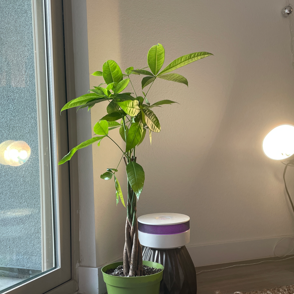 Money Tree plant photo by @taylortttt named $$$$ on Greg, the plant care app.