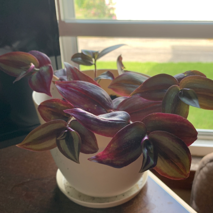 Spiderwort plant photo by @CD518 named LJ (Lenni JR.) on Greg, the plant care app.