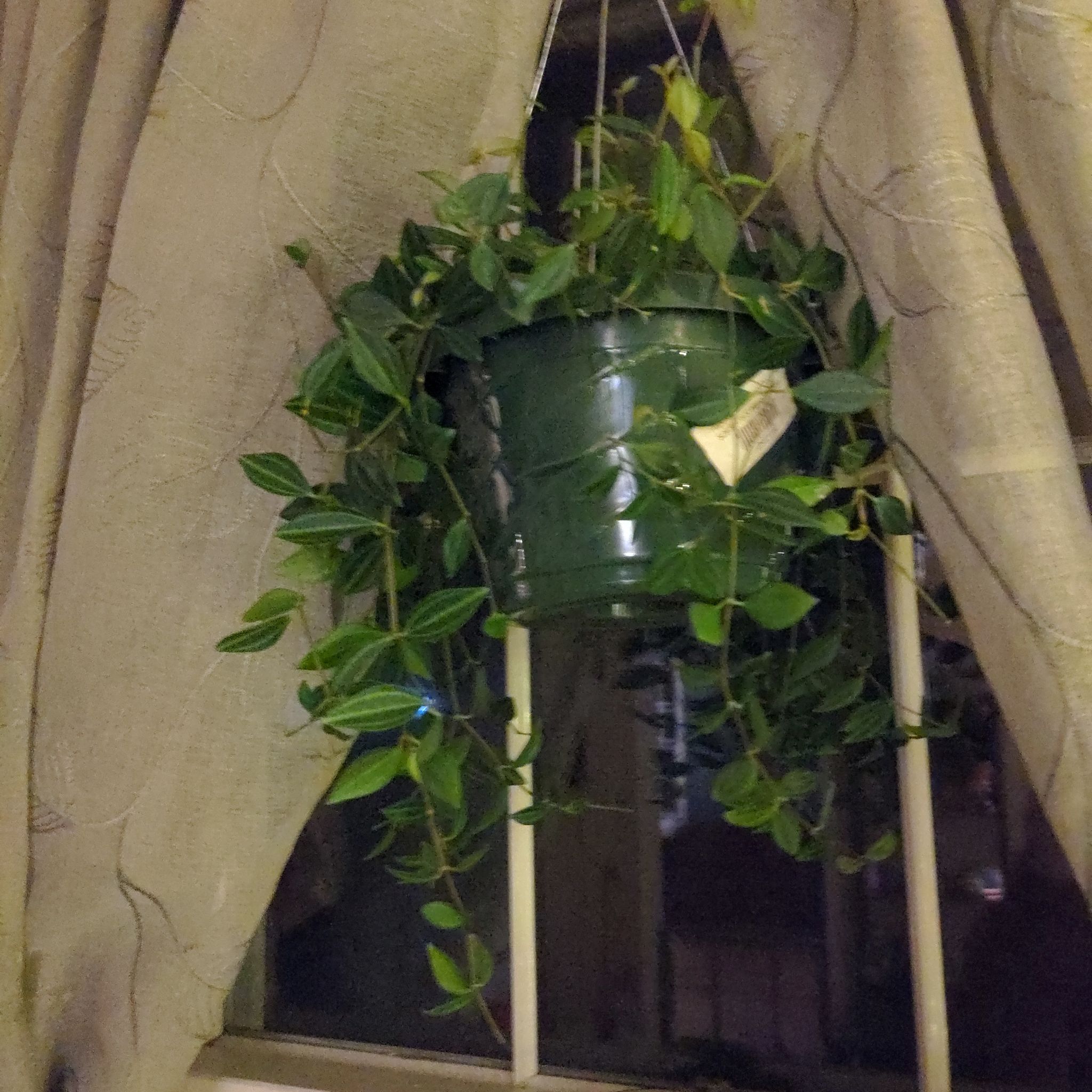 Photo of the plant species Peperomia 'Diamond' by @KaraElizabeth named Diamond on Greg, the plant care app