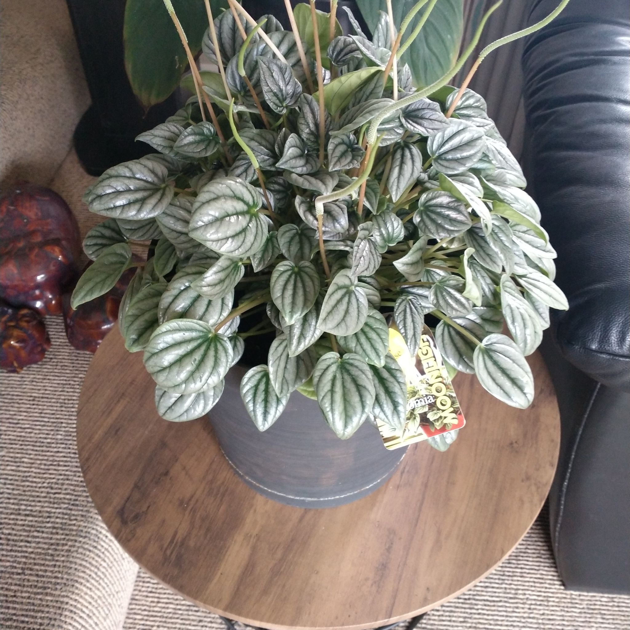 Photo of the plant species Silver Frost Peperomia by @RedcarpetJicaro named Peperomia on Greg, the plant care app