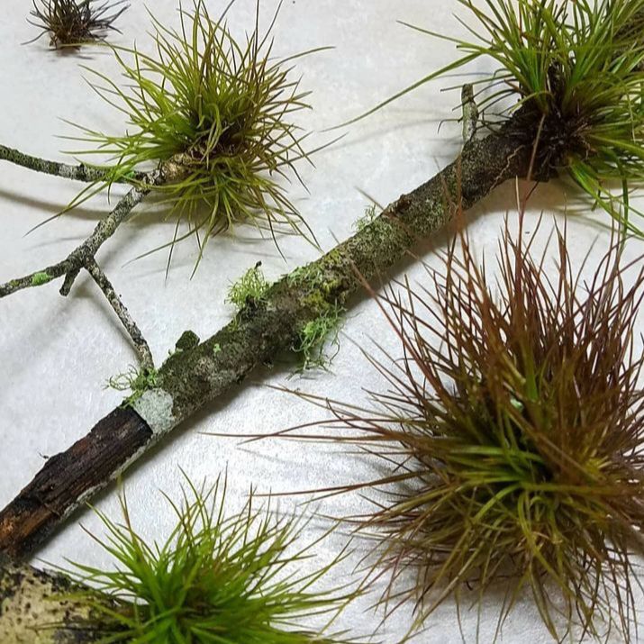 Photo of the plant species Southern Needleleaf by @fightshrub named Morgan Treeman on Greg, the plant care app