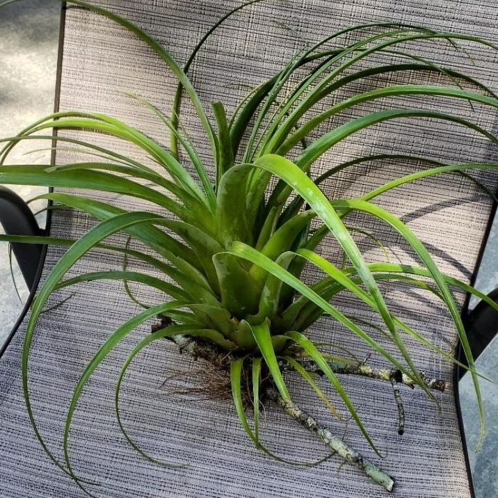 Capitata Air Plant on a chair, vibrant green leaves, healthy appearance.