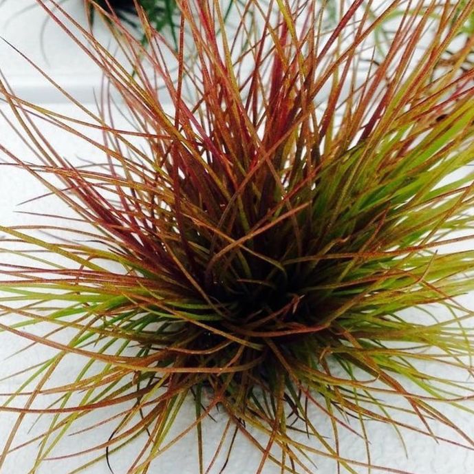 Photo of the plant species Southern Needleleaf by @fightshrub named Leaf Erickson on Greg, the plant care app
