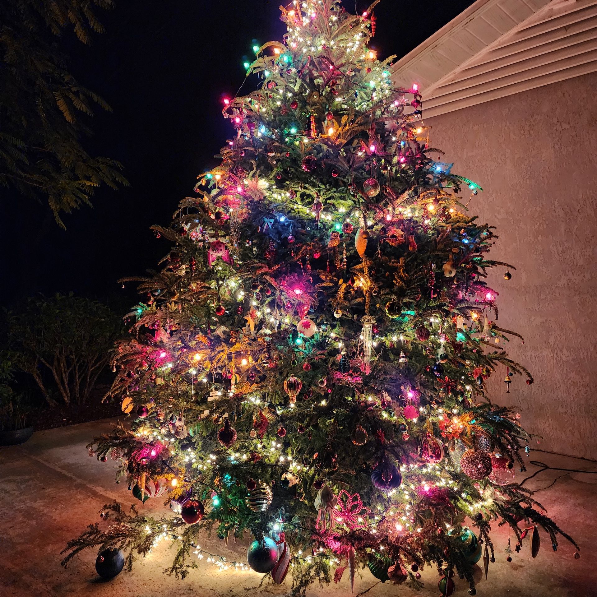 Photo of the plant species Common Cypress-Pine by @fightshrub named X-MAS Tree Diddy on Greg, the plant care app