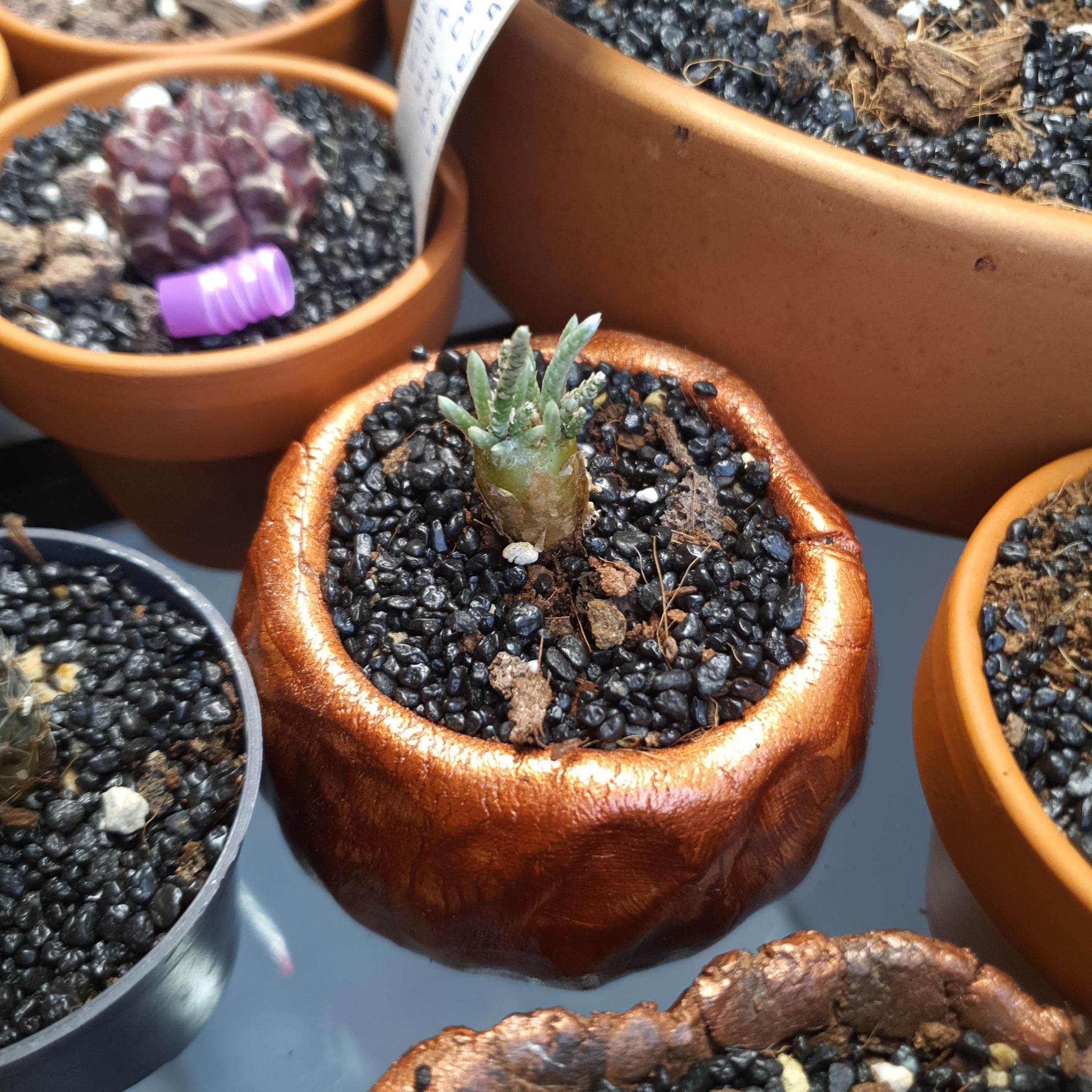 Photo of the plant species Avonia alstonii by @NativeBookaloe named Ivy on Greg, the plant care app