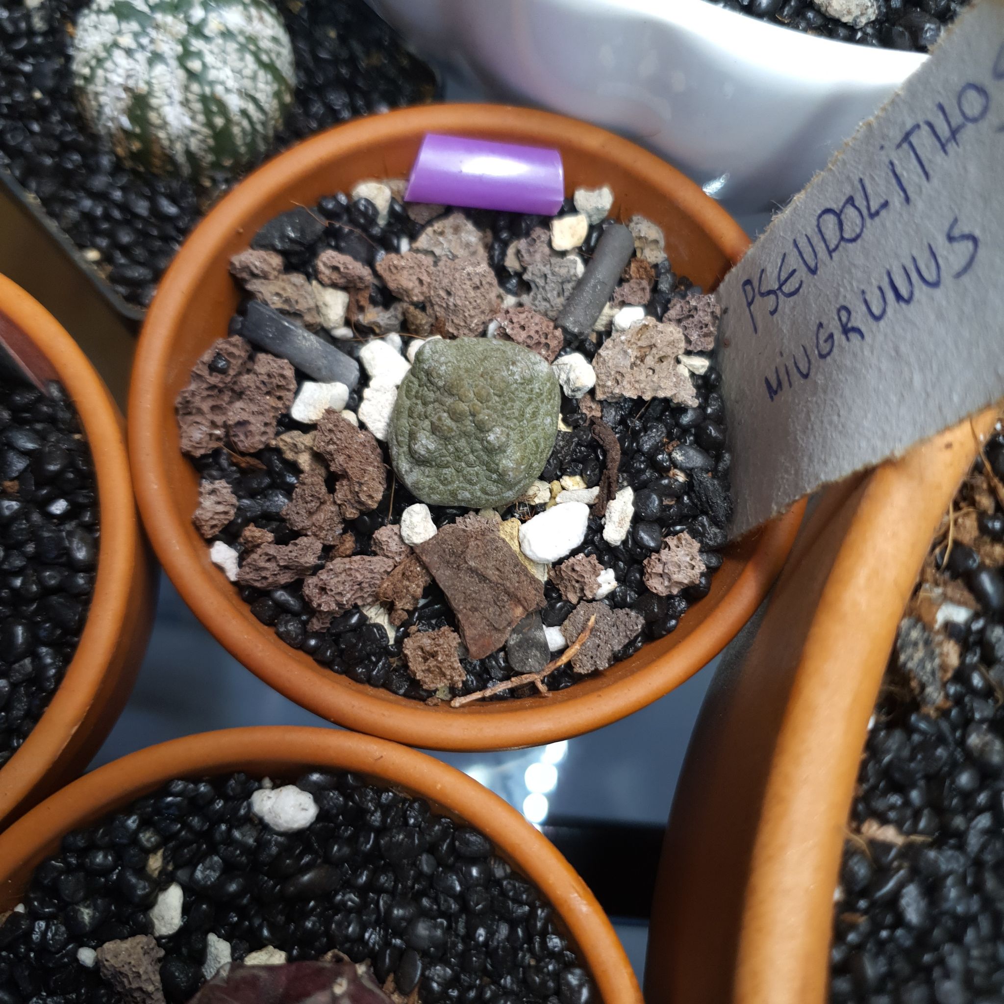 Photo of the plant species White-slonea migiurtina by @NativeBookaloe named Achilles on Greg, the plant care app