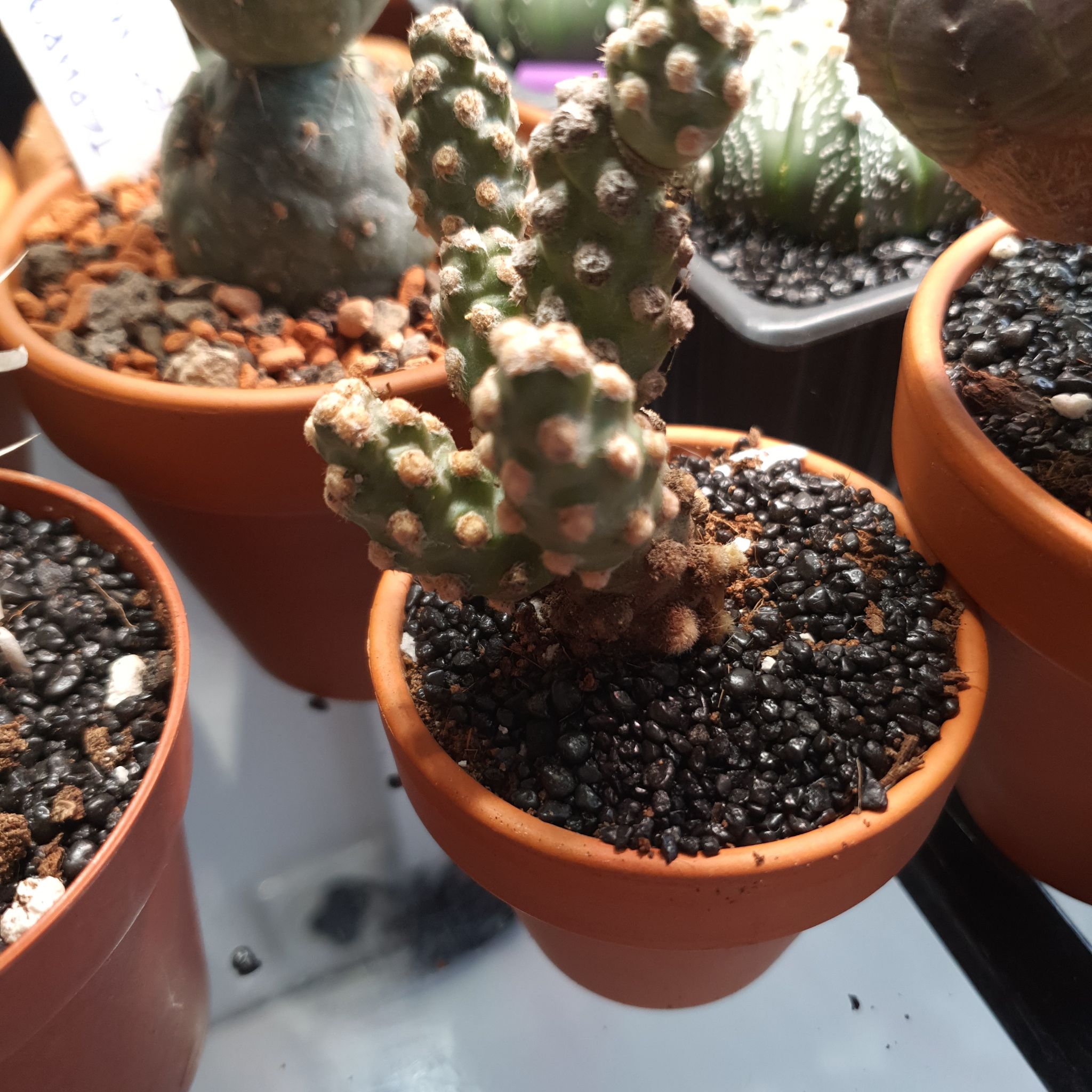 Photo of the plant species Pine Cone cactus by @NativeBookaloe named Zion on Greg, the plant care app